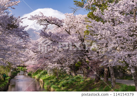 "Yamanashi Prefecture" Mt. Fuji and cherry blossoms in full bloom Shinna Shogawa / Oshino Village 114154379