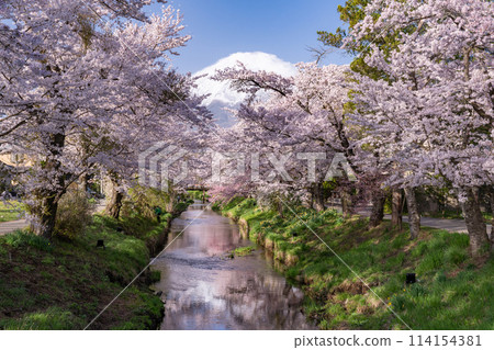 “山梨縣”富士山和櫻花盛開新名莊川/忍野村 114154381