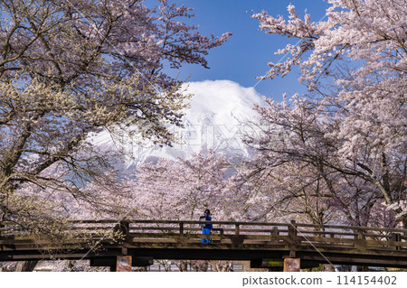 "Yamanashi Prefecture" Mt. Fuji and cherry blossoms in full bloom Shinna Shogawa / Oshino Village 114154402
