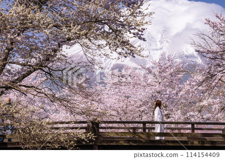 "Yamanashi Prefecture" Mt. Fuji and cherry blossoms in full bloom Shinna Shogawa / Oshino Village "Yamanashi Prefecture" Mt. Fuji and cherry blossoms in full bloom Shinna Shogawa / Oshino Village 114154409