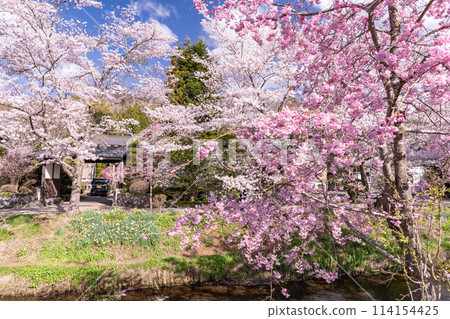 【山梨縣】櫻花盛開的新名莊川和忍野村 114154425