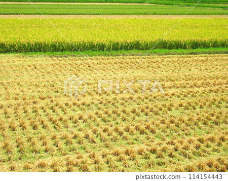 Rice fields after harvest in autumn and before harvest Rice fields after harvest in autumn and before harvest 114154443