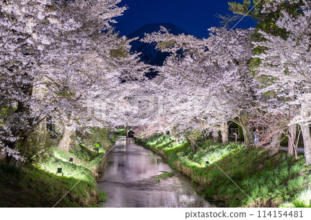 [Yamanashi Prefecture] Mt. Fuji and cherry blossoms in full bloom, Shinnasho River and Oshino Village illuminated 114154481