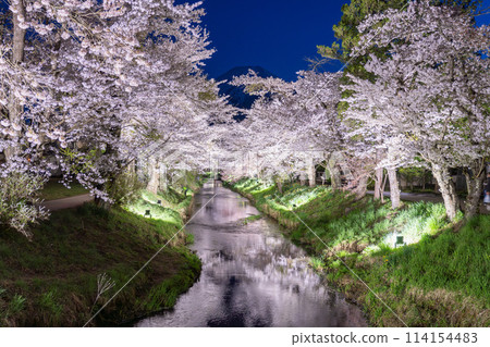 [Yamanashi Prefecture] Mt. Fuji and cherry blossoms in full bloom, Shinnasho River and Oshino Village illuminated 114154483