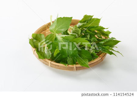 Ashitaba on white background Ashitaba on white background 114154524