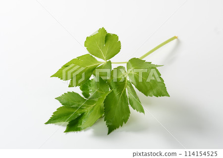 Ashitaba on white background Ashitaba on white background 114154525