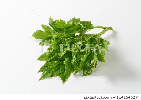 Ashitaba on white background 114154527