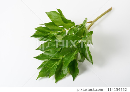 明日葉白色背景 明日葉白色背景 114154532