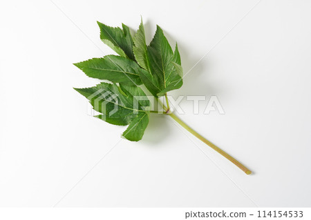 Ashitaba on white background Ashitaba on white background 114154533