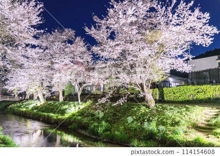 <Yamanashi Prefecture> Shinnasho River and Oshino Village illuminated with cherry blossoms in full bloom 114154608