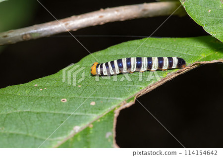 Blue Skipper's larva 114154642