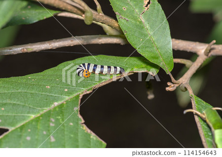 Blue Skipper's larva 114154643