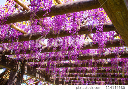 [Kyoto Scenery] Elegant purple flowers: Toba Wisteria 114154680