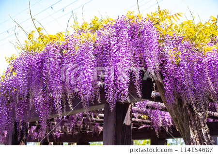[Kyoto Scenery] Elegant purple flowers: Toba Wisteria 114154687
