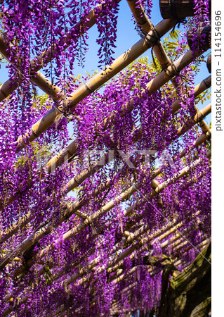[Kyoto Scenery] Elegant purple flowers: Toba Wisteria 114154696