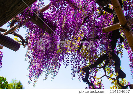 【京都風景】優雅的紫色花朵、鳥羽紫藤 114154697