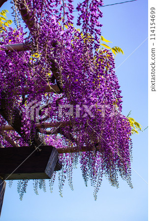 【京都風景】優雅的紫色花朵、鳥羽紫藤 114154699