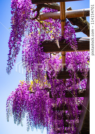 【京都風景】優雅的紫色花朵、鳥羽紫藤 【京都風景】優雅的紫色花朵、鳥羽紫藤 114154701
