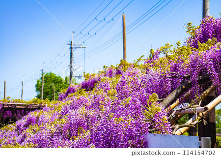 【京都風景】優雅的紫色花朵、鳥羽紫藤 【京都風景】優雅的紫色花朵、鳥羽紫藤 114154702
