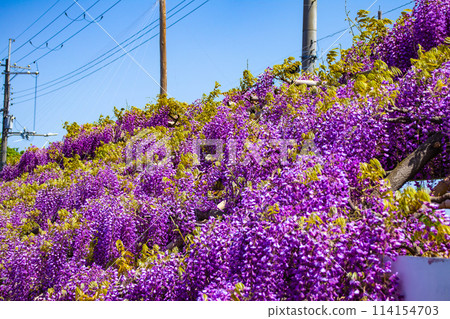 【京都風景】優雅的紫色花朵、鳥羽紫藤 【京都風景】優雅的紫色花朵、鳥羽紫藤 114154703