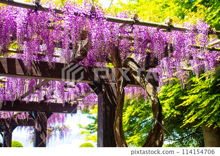 【京都風景】優雅的紫色花朵、鳥羽紫藤 【京都風景】優雅的紫色花朵、鳥羽紫藤 114154706