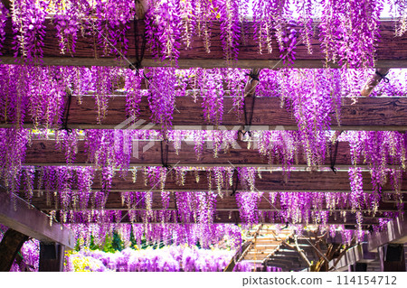 [Kyoto Scenery] Elegant purple flowers: Toba Wisteria 114154712