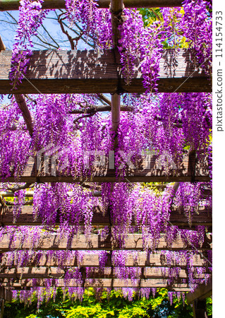 [Kyoto Scenery] Elegant purple flowers: Toba Wisteria 114154733