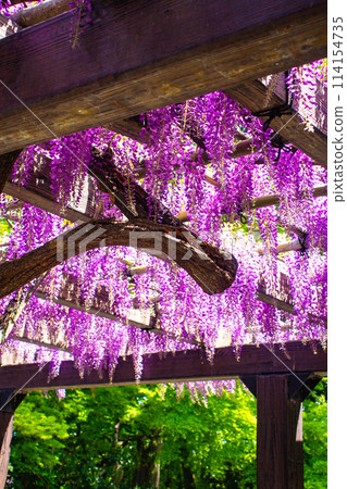 【京都風景】優雅的紫色花朵、鳥羽紫藤 114154735