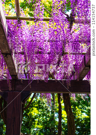 [Kyoto Scenery] Elegant purple flowers: Toba Wisteria 114154737