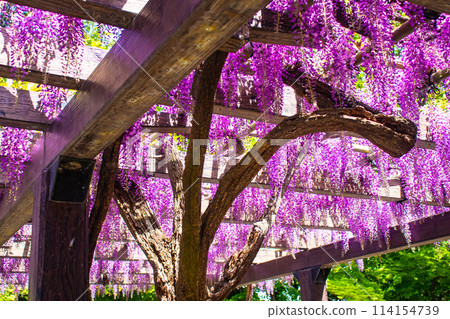 【京都風景】優雅的紫色花朵、鳥羽紫藤 114154739