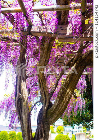 【京都風景】優雅的紫色花朵、鳥羽紫藤 114154742