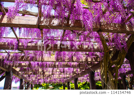 【京都風景】優雅的紫色花朵、鳥羽紫藤 114154746