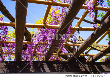 [Kyoto Scenery] Elegant purple flowers: Toba Wisteria 114154758