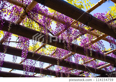 【京都風景】優雅的紫色花朵、鳥羽紫藤 【京都風景】優雅的紫色花朵、鳥羽紫藤 114154759