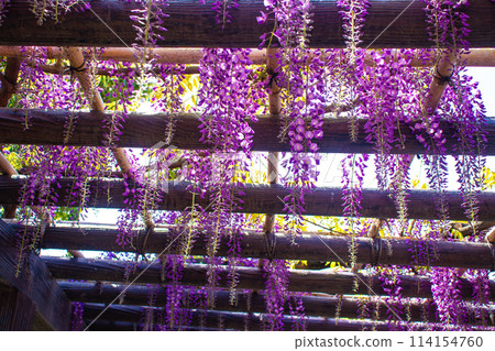 【京都風景】優雅的紫色花朵、鳥羽紫藤 114154760