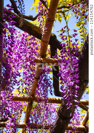 【京都風景】優雅的紫色花朵、鳥羽紫藤 114154762