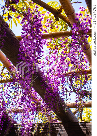 【京都風景】優雅的紫色花朵、鳥羽紫藤 114154763