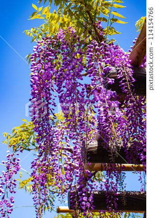 【京都風景】優雅的紫色花朵、鳥羽紫藤 【京都風景】優雅的紫色花朵、鳥羽紫藤 114154766