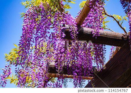 【京都風景】優雅的紫色花朵、鳥羽紫藤 114154767