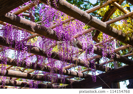 【京都風景】優雅的紫色花朵、鳥羽紫藤 114154768