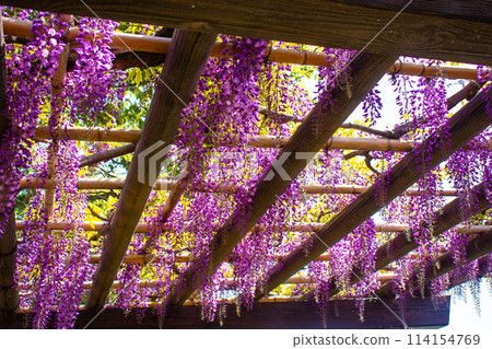 【京都風景】優雅的紫色花朵、鳥羽紫藤 114154769