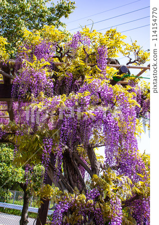 【京都風景】優雅的紫色花朵、鳥羽紫藤 【京都風景】優雅的紫色花朵、鳥羽紫藤 114154770