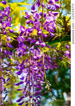 【京都風景】優雅的紫色花朵、鳥羽紫藤 114154775