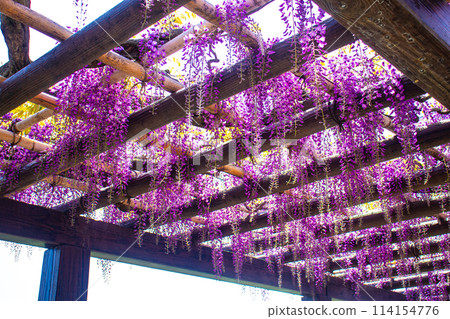 【京都風景】優雅的紫色花朵、鳥羽紫藤 114154776