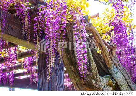 【京都風景】優雅的紫色花朵、鳥羽紫藤 【京都風景】優雅的紫色花朵、鳥羽紫藤 114154777