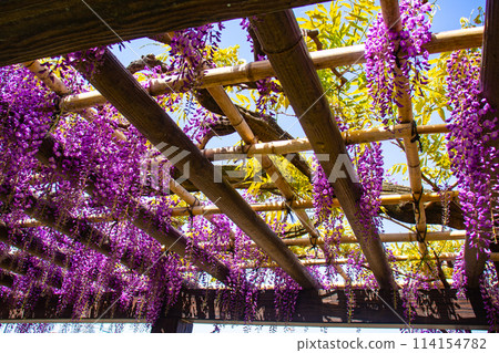 【京都風景】優雅的紫色花朵、鳥羽紫藤 114154782