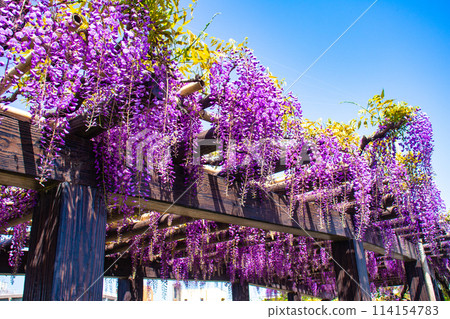 【京都風景】優雅的紫色花朵、鳥羽紫藤 114154783