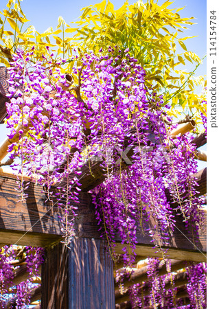 【京都風景】優雅的紫色花朵、鳥羽紫藤 114154784