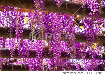 【京都風景】優雅的紫色花朵、鳥羽紫藤 114154785