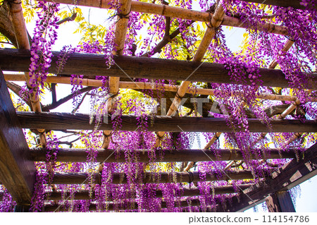 [Kyoto Scenery] Elegant purple flowers: Toba Wisteria 114154786